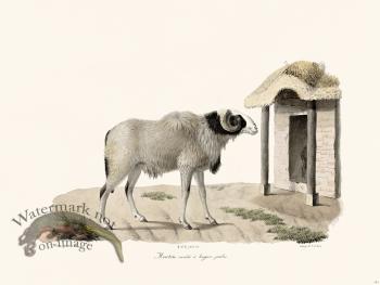 Cuvier 141 Sheep Variety